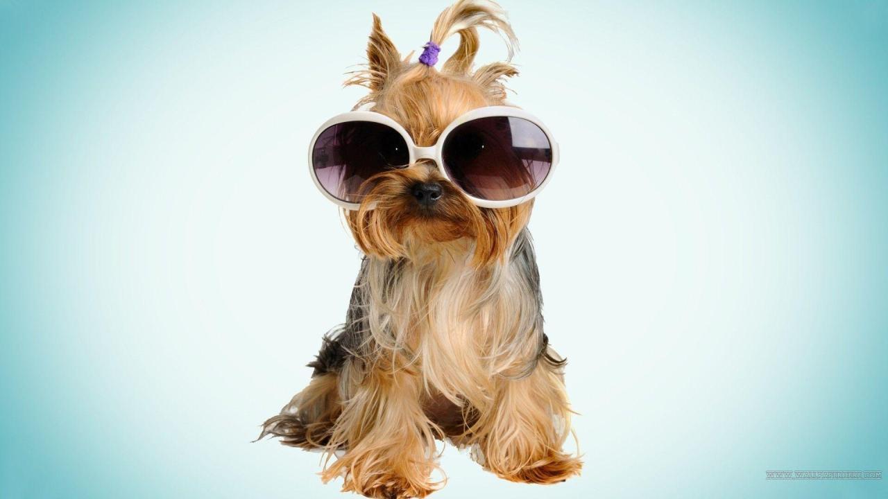 Cool Dog Backgrounds - Wallpaper Cave Cool Dog Backgrounds - Wallpaper Cave